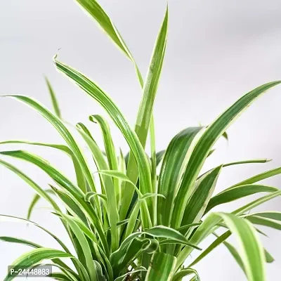 Natural Spider Plant-thumb3