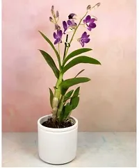 Natural Orchid Plant-thumb2