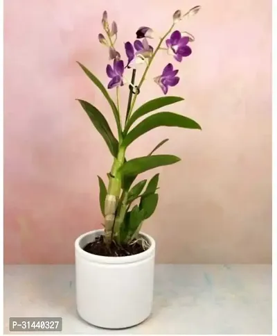 Natural Orchid Plant-thumb3