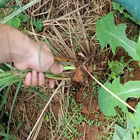 Natural Lemon Grass Plant-thumb2