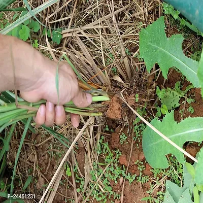 Natural Lemon Grass Plant-thumb3