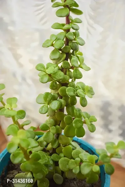 Natural Jade Plant-thumb0