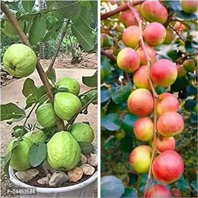 Natural Guava Plant