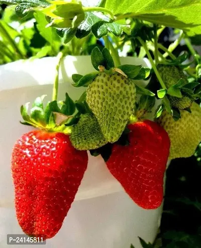 Strawberry Plant