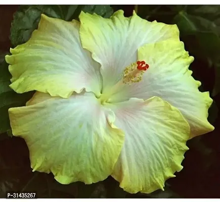 Natural Hibiscus Plant-thumb0