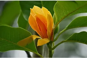 Natural Golden Champa Plant-thumb1