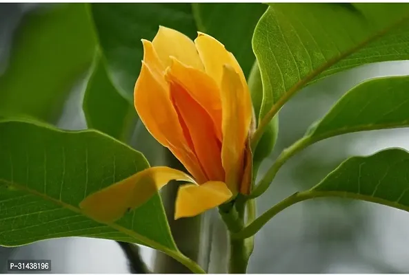 Natural Golden Champa Plant-thumb2