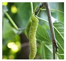 Natural Shahtoot/Mulberry Plant-thumb2