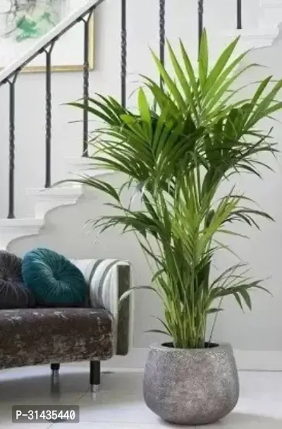 Natural Areca Palm Plant-thumb0