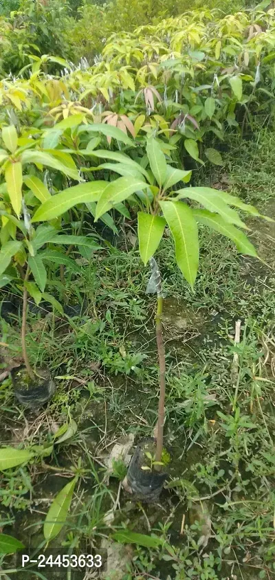 Natural Mango Plant-thumb2