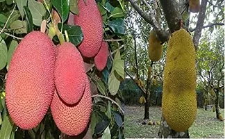 Natural Jackfruit Plant-thumb3