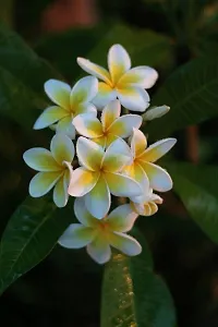 Natural Plumeria Plant-thumb2