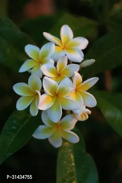 Natural Plumeria Plant-thumb3