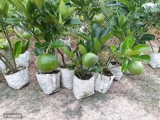 Natural Orange Plant