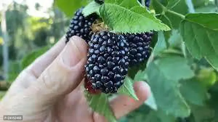 Berry Plant