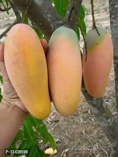 Natural Mango Plant-thumb2