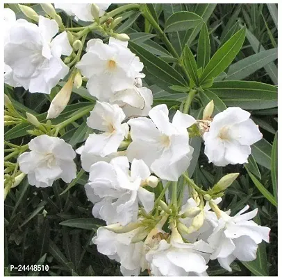 Natural Oleander Plant