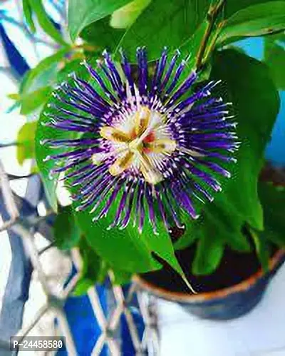 Natural Passion Plant