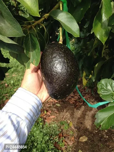 Natural Avocado Plant