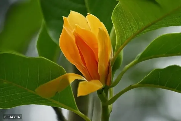 Natural Golden Champa Plant-thumb0