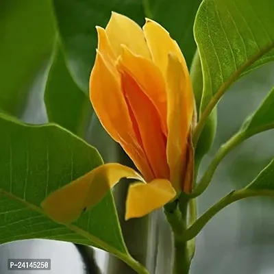 Golden Champa Plant