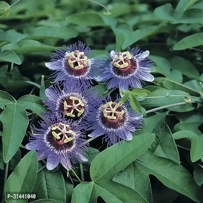 Natural Passion Plant-thumb2