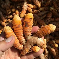 Natural Turmeric Plant-thumb3