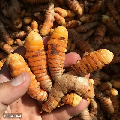 Natural Turmeric Plant-thumb4