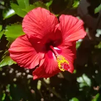 Natural Hibiscus Plant-thumb1