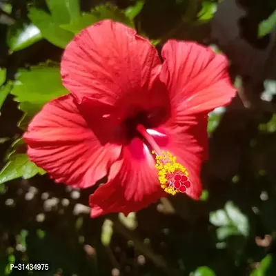 Natural Hibiscus Plant-thumb2