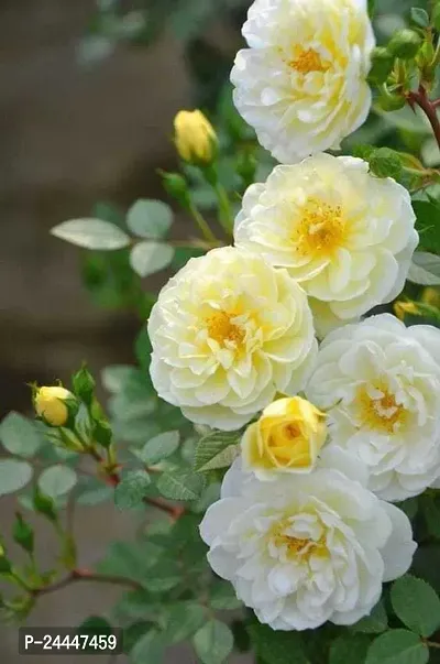 Natural Rose Plant-thumb0