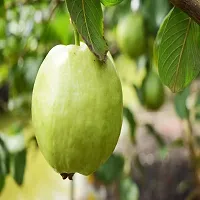 Natural Guava Plant-thumb1