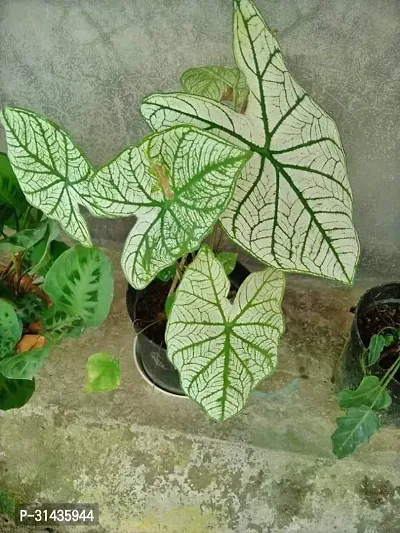 Natural Syngonium Plant-thumb0