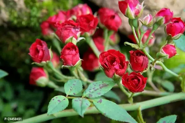 Natural Rose Plant