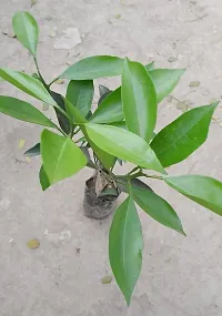 Lemon Plant-thumb1