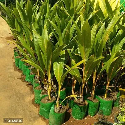 Natural Coconut Plant-thumb4