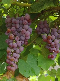 Grapes Plant-thumb1