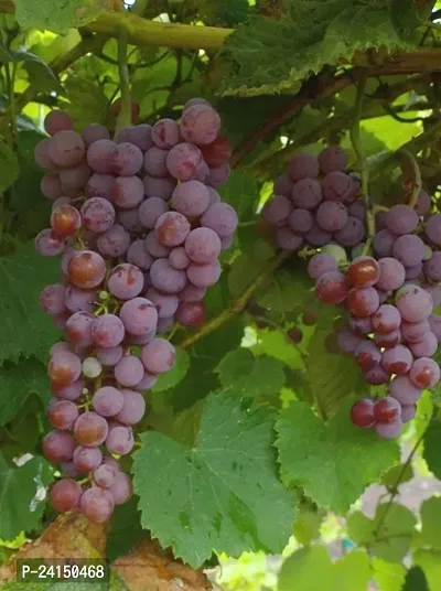 Grapes Plant-thumb2