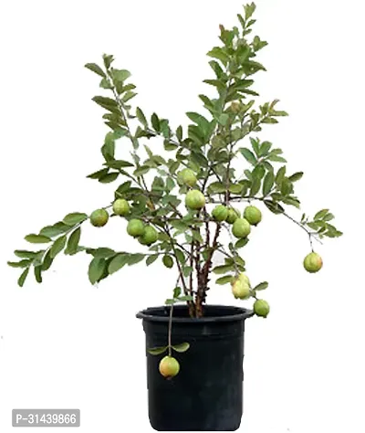 Natural Guava Plant With Pot-thumb0