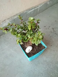 Natural Jade Plant-thumb1