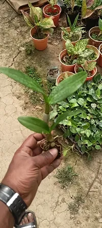 Natural Orchid Plant-thumb3