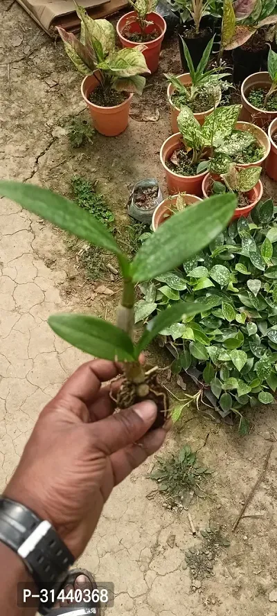 Natural Orchid Plant-thumb4