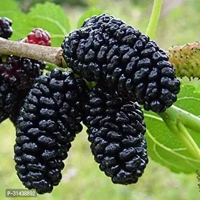 Natural Shahtoot/Mulberry Plant-thumb0