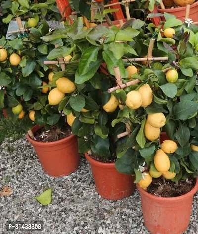 Natural Lemon Plant