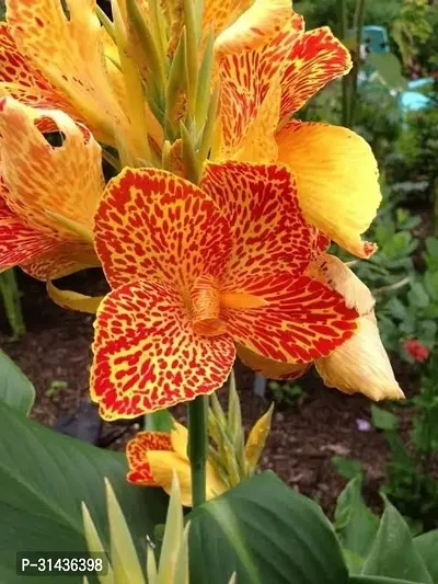 Natural Canna Lily Plant