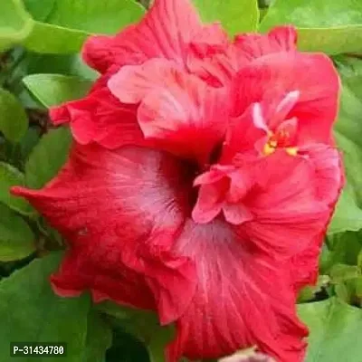 Natural Hibiscus Plant