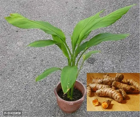 Natural Turmeric Plant-thumb0