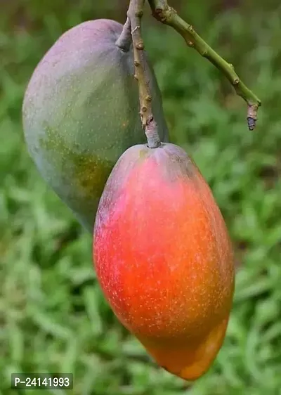 Mango Plant-thumb0