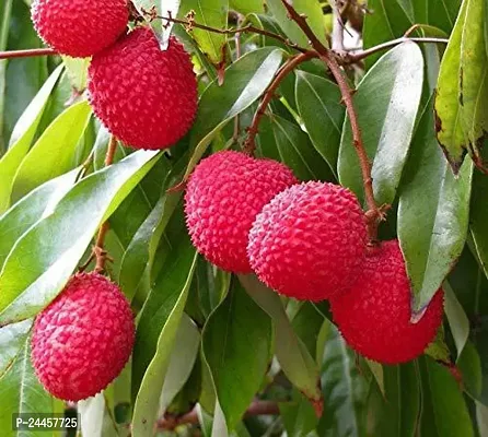 Natural Litchi Plant-thumb0