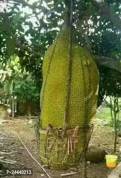 Natural Jackfruit Plant